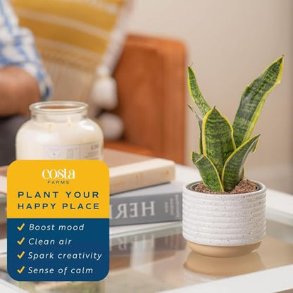 Costa Farms Snake Plant, Live Indoor Plant, Air Purifying, Low Light, Easy | Nearly indestructible and thrives in low light. Great indoor houseplant. Ideal housewarming or birthday gift. - style: Snake Plant, Small (8-12 Inches Tall), in Indoor Grow Pot