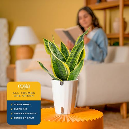 Costa Farms Snake Plant, Live Indoor Plant, Air Purifying, Easy Low Light | Nearly indestructible and thrives in low light. Self-watering plant pot for easy hydration. Great indoor houseplant. - style: Snake Plant, Medium (12-20 Inches Tall), in Grower's