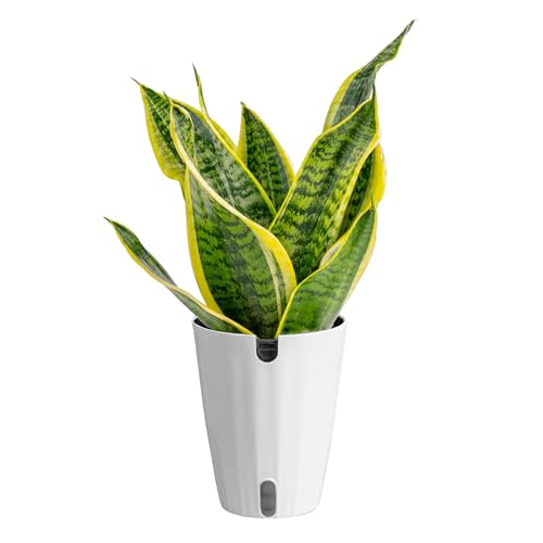 Costa Farms Snake Plant, Live Indoor Plant, Air Purifying, Easy Low Light | Nearly indestructible and thrives in low light. Self-watering plant pot for easy hydration. Great indoor houseplant. - style: Snake Plant, Medium (12-20 Inches Tall), in Grower's