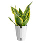 Costa Farms Snake Plant, Live Indoor Plant, Air Purifying, Easy Low Light | Nearly indestructible and thrives in low light. Self-watering plant pot for easy hydration. Great indoor houseplant. - style: Snake Plant, Medium (12-20 Inches Tall), in Grower's