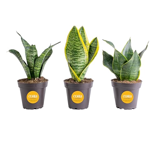 Costa Farms Snake Plant, Live Indoor Plants, Air Purifying, Easy Low Light | Nearly indestructible and thrives in low light. Great indoor houseplant. Ideal housewarming or birthday gift. 3-pack. - style: Snake Plant, Small (8-12 Inches Tall), in Grower Po