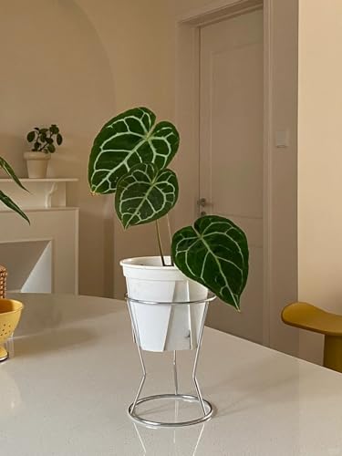 RISEON 2 Pack Mid Century Modern Simple Small Plant Stand Metal Flower Display Stand- Round Decorative Flower Shelf Rack Garden Plant Pot Riser Holder Modern Desk Plant Stand for Indoor Outdoor Home Patio Decor