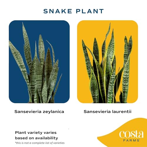 Costa Farms Snake Plant, Live Indoor Plant, Air Purifying, Low Light, Easy | Nearly indestructible and thrives in low light. Great indoor houseplant. Ideal housewarming or birthday gift. - style: Snake Plant, Small (8-12 Inches Tall), in Indoor Grow Pot