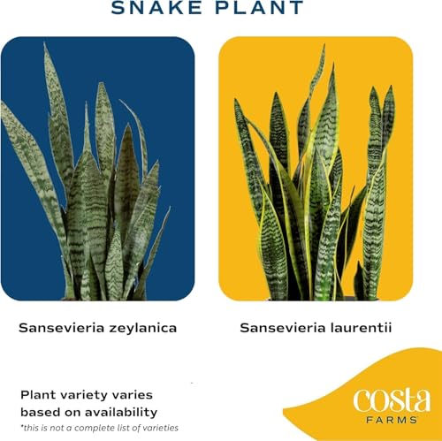 Costa Farms Snake Plant, Live Indoor Plant, Air Purifying, Low Light, Easy | Nearly indestructible and thrives in low light. Great indoor houseplant. Ideal housewarming or birthday gift. - style: Snake Plant, Small (8-12 Inches Tall), in Décor Planter