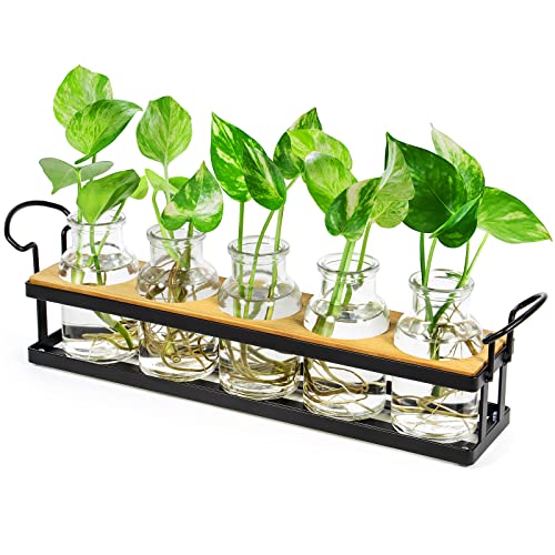 THYGIFTREE Plant Propagation Stations with Metal Stand, Tabletop Plant Terrarium for Propagating Hydroponic, Retro Glass Planter Flower Vase Home Kitchen Office Decor Gifts, 5 Jars - color: Black – 5 Tray