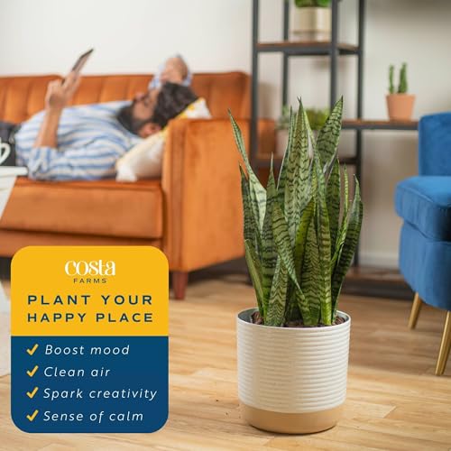 Costa Farms Snake Plant, Live Indoor Plant, Air Purifying, Easy Low Light | Nearly indestructible and thrives in low light. Great indoor houseplant. Ideal housewarming or birthday gift. - style: Snake Plant, Large (2-3 Feet Tall), in Grow Pot