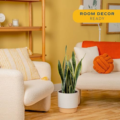 Costa Farms Snake Plant, Live Indoor Plant, Air Purifying, Easy Low Light | Nearly indestructible and thrives in low light. Great indoor houseplant. Ideal housewarming or birthday gift. - style: Snake Plant, Large (2-3 Feet Tall), in Decorative Plant Pot