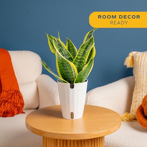 Costa Farms Snake Plant, Live Indoor Plant, Air Purifying, Easy Low Light | Nearly indestructible and thrives in low light. Self-watering plant pot for easy hydration. Great indoor houseplant. - style: Snake Plant, Medium (12-20 Inches Tall), in Grower's