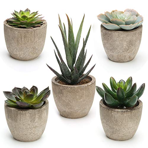 Coitak Artificial Succulent Plants Potted, Assorted Decorative Faux Succulent Potted Fake Cactus Cacti Plants with Pots, Set of 5 - color: Green