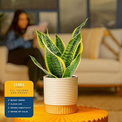 Costa Farms Snake Plant, Live Indoor Plant, Air Purifying, Easy Care | Nearly indestructible and thrives in low light. Great indoor houseplant. Ideal housewarming or birthday gift. - style: Snake Plant, Medium (12-20 Inches Tall), in Decorative Planter Po