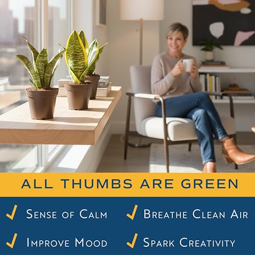 Costa Farms Snake Plant, Live Indoor Plants, Air Purifying, Easy Low Light | Nearly indestructible and thrives in low light. Great indoor houseplant. Ideal housewarming or birthday gift. 3-pack. - style: Snake Plant, Small (8-12 Inches Tall), in Grower Po