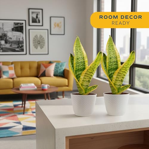 Costa Farms Snake Plant, Live Indoor Plant, Air Purifying, Low Light, Easy | Nearly indestructible and thrives in low light. Great indoor houseplant. Ideal housewarming or birthday gift. - style: Snake Plant, Small (8-12 Inches Tall), in Indoor Décor Plan