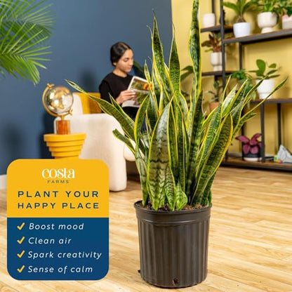 Costa Farms Snake Plant, Live Indoor Plant, Air Purifying, Low Light, Easy | Nearly indestructible and thrives in low light. Great indoor houseplant. Ideal housewarming or birthday gift. - style: Snake Grow, Extra Large (3-4 Feet Tall), in Grow Pot