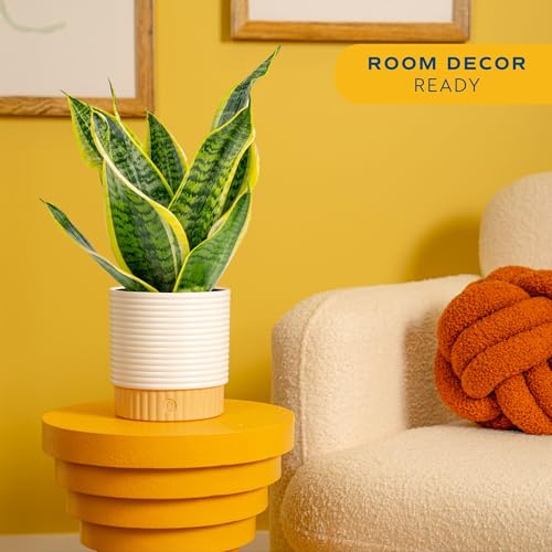 Costa Farms Snake Plant, Live Indoor Plant, Air Purifying, Easy Care | Nearly indestructible and thrives in low light. Great indoor houseplant. Ideal housewarming or birthday gift. - style: Snake Plant, Medium (12-20 Inches Tall), in Decorative Planter Po