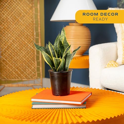 Costa Farms Sansevieria Grower's Choice Snake Live Indoor Plant, 12-Inches Tall, Grower Pot - style: Snake Plant, Medium (12-20 Inches Tall), in Grow Pot
