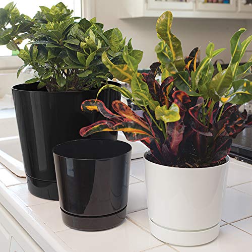 Root & Vessel Majestic Full Depth Round Cylinder Pot, Glossy Black, 8-Inch (10088) - color: Black, size: 8 Inch