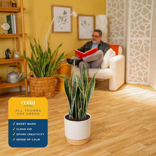 Costa Farms Snake Plant, Live Indoor Plant, Air Purifying, Easy Low Light | Nearly indestructible and thrives in low light. Great indoor houseplant. Ideal housewarming or birthday gift. - style: Snake Plant, Large (2-3 Feet Tall), in Decorative Plant Pot