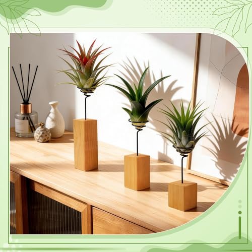 3 Pcs Wooden Air Plant Holder, 3 Sizes Air Plant Container Live Holder Wood Base with Metal Spiral for Display Small AirPlant, Tillandsia Stands for Home Desktop Office, Housewarming Gift