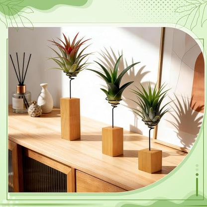 3 Pcs Wooden Air Plant Holder, 3 Sizes Air Plant Container Live Holder Wood Base with Metal Spiral for Display Small AirPlant, Tillandsia Stands for Home Desktop Office, Housewarming Gift