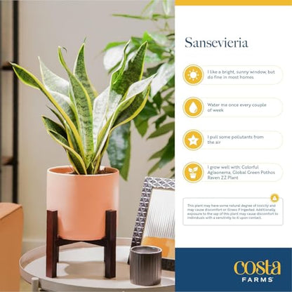 Costa Farms Snake Plant, Live Indoor Plant, Air Purifying, Low Light, Easy | Nearly indestructible and thrives in low light. Great indoor houseplant. Ideal housewarming or birthday gift. - style: Snake Plant, Small (8-12 Inches Tall), in Indoor Grow Pot