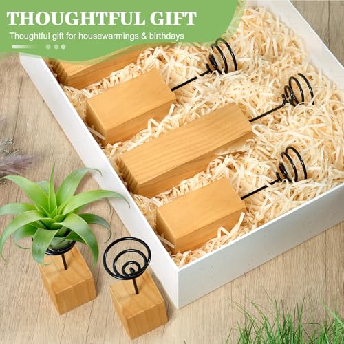 3 Pcs Wooden Air Plant Holder, 3 Sizes Air Plant Container Live Holder Wood Base with Metal Spiral for Display Small AirPlant, Tillandsia Stands for Home Desktop Office, Housewarming Gift