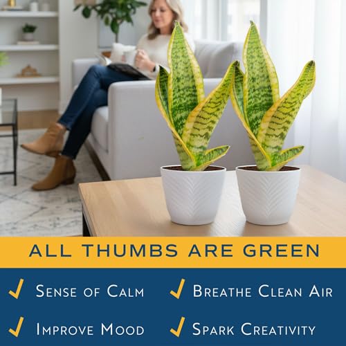 Costa Farms Snake Plant, Live Indoor Plant, Air Purifying, Low Light, Easy | Nearly indestructible and thrives in low light. Great indoor houseplant. Ideal housewarming or birthday gift. - style: Snake Plant, Small (8-12 Inches Tall), in Indoor Décor Plan