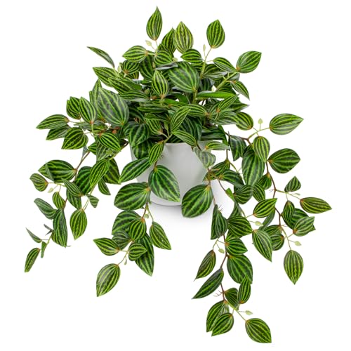 Briful Artificial Potted Plant Indoor, 17.7" Faux Watermelon Peperomia Trailing Plant in White Plastic Pot Realistic Fake Cascading Greenery for Shelf Bathroom Office Desk Tabletop Home Decor - color: Watermelon Green