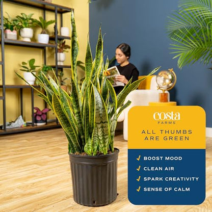 Costa Farms Snake Plant, Live Indoor Plant, Air Purifying, Low Light, Easy | Nearly indestructible and thrives in low light. Great indoor houseplant. Ideal housewarming or birthday gift. - style: Snake Plant, Extra Large (3-4 Feet Tall), in Grower's Pot
