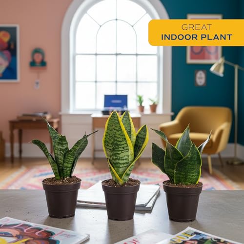 Costa Farms Snake Plant, Live Indoor Plants, Air Purifying, Easy Low Light | Nearly indestructible and thrives in low light. Great indoor houseplant. Ideal housewarming or birthday gift. 3-pack. - style: Snake Plant, Small (8-12 Inches Tall), in Grower Po
