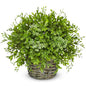 Hollyone Artificial Boxwood Plant in Woven Pot 9” Fake Potted Plants Topiary Boxwood Greenery Arrangement Centerpiece Faux Plants for Home Indoor Outdoor Farmhouse Office Desk Centerpiece Shelf Decor