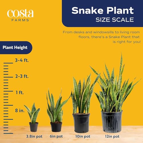 Costa Farms Snake Plant, Live Indoor Plant, Air Purifying, Low Light, Easy | Nearly indestructible and thrives in low light. Great indoor houseplant. Ideal housewarming or birthday gift. - style: Snake Grow, Extra Large (3-4 Feet Tall), in Grow Pot