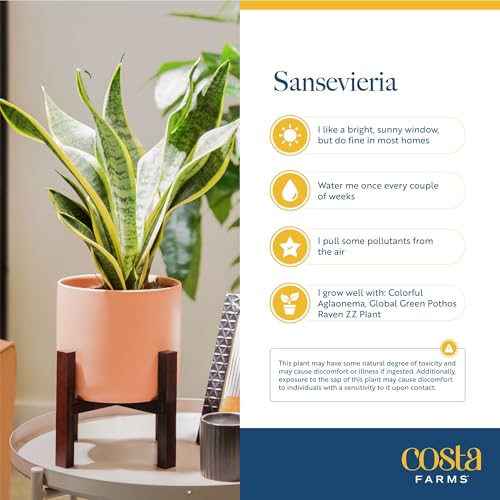 Costa Farms Snake Plant, Live Indoor Plant, Air Purifying, Low Light | Nearly indestructible and thrives in low light. Great indoor houseplant. Ideal housewarming or birthday gift. - style: Snake Plant, Medium (12-20 Inches Tall), in Decorative Plant Pot