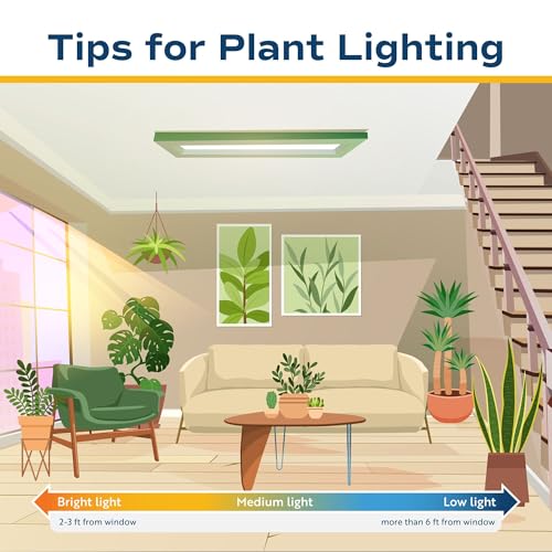 Costa Farms Snake Plant, Live Indoor Plant, Air Purifying, Low Light, Easy | Nearly indestructible and thrives in low light. Great indoor houseplant. Ideal housewarming or birthday gift. - style: Snake Plant, Small (8-12 Inches Tall), in Décor Planter