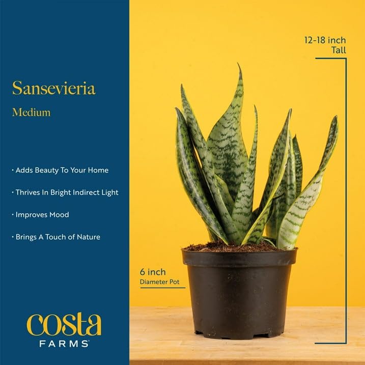 Costa Farms Snake Plant, Live Indoor Plant, Air Purifying, Low Light | Nearly indestructible and thrives in low light. Great indoor houseplant. Ideal housewarming or birthday gift. - style: Snake Plant, Medium (12-20 Inches Tall), in Decorative Plant Pot