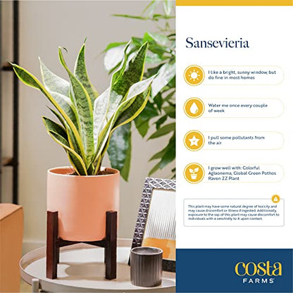 Costa Farms Snake Plant, Live Indoor Plant, Air Purifying, Easy Low Light | Nearly indestructible and thrives in low light. Self-watering plant pot for easy hydration. Great indoor houseplant. - style: Snake Plant, Medium (12-20 Inches Tall), in Grower's