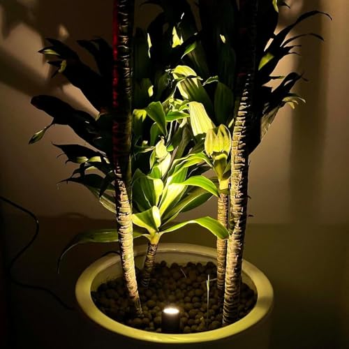 1W DC 12V Indoor Focus Lights, Warm White 3000K for Picture, Artwork, Painting, Plants, Jewelry Showcase, Model Display, Shelf and Cabinet