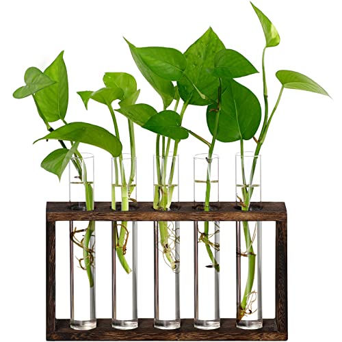 XXXFLOWER 5Test Tube Plant Propagation Station Plant Terrarium Wooden Stand | Glass Planters for Indoor Plants,Plant Lover Gifts for Women Mom Wife Daughter,Garden Office Room Decoration - size: 5 Glass Tubes Vases