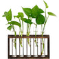XXXFLOWER 5Test Tube Plant Propagation Station Plant Terrarium Wooden Stand | Glass Planters for Indoor Plants,Plant Lover Gifts for Women Mom Wife Daughter,Garden Office Room Decoration - size: 5 Glass Tubes Vases