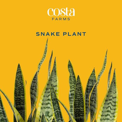 Costa Farms Snake Plant, Live Indoor Plant, Air Purifying, Low Light, Easy | Nearly indestructible and thrives in low light. Great indoor houseplant. Ideal housewarming or birthday gift. - style: Snake Plant, Extra Large (3-4 Feet Tall), in Grower's Pot