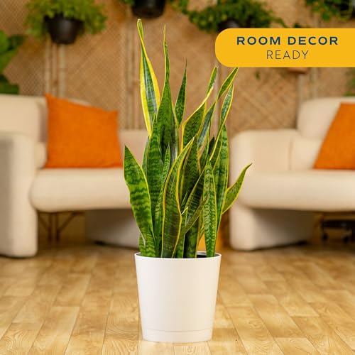 Costa Farms Snake Plant, Live Indoor Plant, Air Purifying, Low Light, Easy | Nearly indestructible and thrives in low light. Great indoor houseplant. Ideal housewarming or birthday gift. - style: Snake Plant, Large (2-3 Feet Tall), in Decorative Planter P