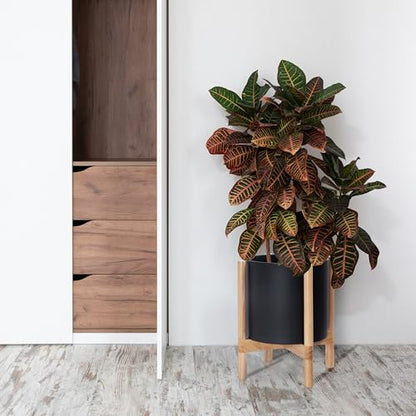 D'vine Dev Plastic Pot with Natural Wood Stand, Black, 12 in, 55-C-P-2 | Mid-Century Inspired Design, Elevated Plant Display, Clean Lines, Sturdy Support, Modern Space-Saving Style - color: Matte Black Pot + Natural Stand, size: 12 Inch