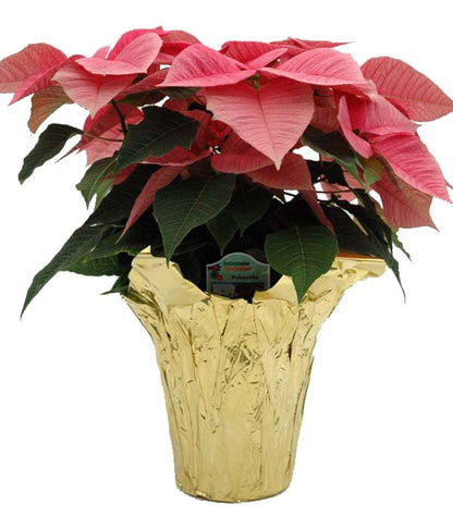 Premium 4.5" Floral foil Plant Pot Covers - 5 Units (Metallic Gold)