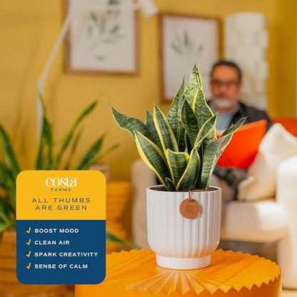 Costa Farms Snake Plant, Live Indoor Plant, Air Purifying, Low Light | Nearly indestructible and thrives in low light. Great indoor houseplant. Ideal housewarming or birthday gift. - style: Snake Plant, Medium (12-20 Inches Tall), in Decorative Plant Pot