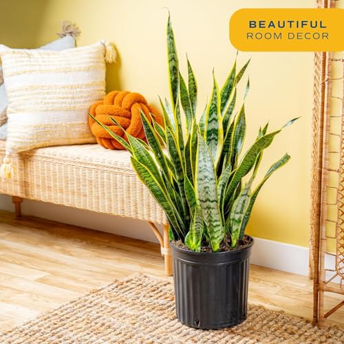 Costa Farms Snake Plant, Live Indoor Plant, Air Purifying, Low Light, Easy | Nearly indestructible and thrives in low light. Great indoor houseplant. Ideal housewarming or birthday gift. - style: Snake Grow, Extra Large (3-4 Feet Tall), in Grow Pot