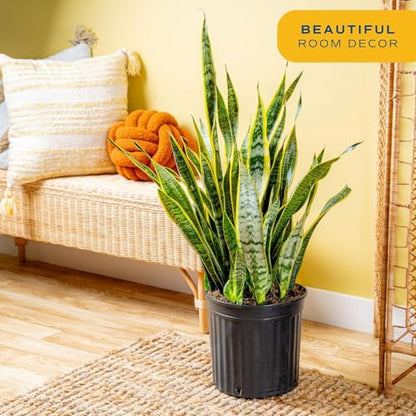 Costa Farms Snake Plant, Live Indoor Plant, Air Purifying, Low Light, Easy | Nearly indestructible and thrives in low light. Great indoor houseplant. Ideal housewarming or birthday gift. - style: Snake Grow, Extra Large (3-4 Feet Tall), in Grow Pot
