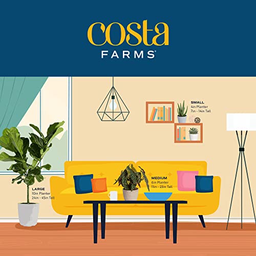 Costa Farms Snake Plant, Live Indoor Plant, Air Purifying, Easy Low Light | Nearly indestructible and thrives in low light. Self-watering plant pot for easy hydration. Great indoor houseplant. - style: Snake Plant, Medium (12-20 Inches Tall), in Grower's