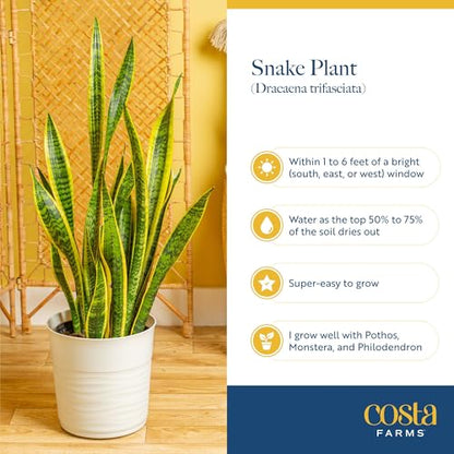 Costa Farms Snake Plant, Live Indoor Plant, Air Purifying, Low Light, Easy | Nearly indestructible and thrives in low light. Great indoor houseplant. Ideal housewarming or birthday gift. - style: Snake Plant, Small (8-12 Inches Tall), in Décor Planter