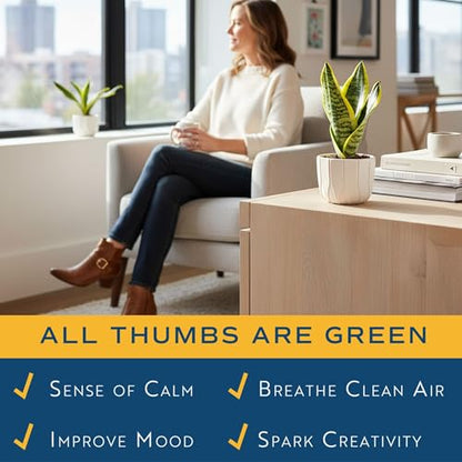 Costa Farms Snake Plant, Live Indoor Plant, Air Purifying, Low Light, Easy | Nearly indestructible and thrives in low light. Great indoor houseplant. Ideal housewarming or birthday gift. - style: Snake Plant, Small (8-12 Inches Tall), in Décor Planter