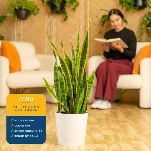 Costa Farms Snake Plant, Live Indoor Plant, Air Purifying, Low Light, Easy | Nearly indestructible and thrives in low light. Great indoor houseplant. Ideal housewarming or birthday gift. - style: Snake Plant, Large (2-3 Feet Tall), in Decorative Planter P