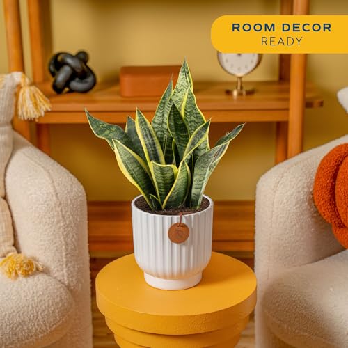 Costa Farms Snake Plant, Live Indoor Plant, Air Purifying, Low Light | Nearly indestructible and thrives in low light. Great indoor houseplant. Ideal housewarming or birthday gift. - style: Snake Plant, Medium (12-20 Inches Tall), in Decorative Plant Pot